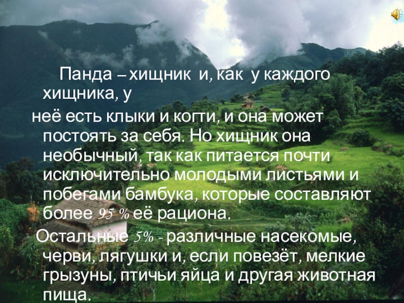 Панда – хищник и, как у каждого хищника, у неё есть клыки и