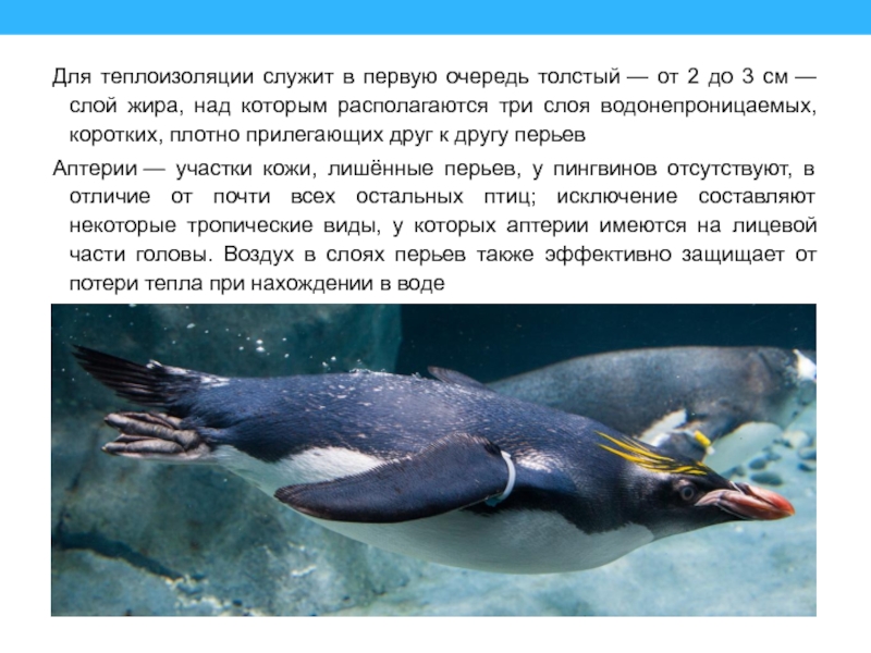 Для теплоизоляции служит в первую очередь толстый — от 2 до 3 см — слой жира, над которым располагаются