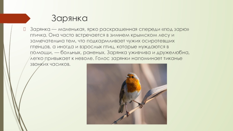 Зарянка Зарянка — маленькая, ярко раскрашенная спереди «под зарю» птичка. Она часто встречается в зимнем крымском лесу