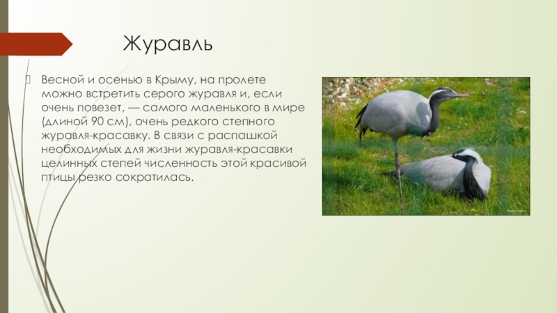 ЖуравльВесной и осенью в Крыму, на пролете можно встретить серого журавля и, если очень повезет, — самого