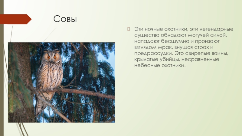 Совы Эти ночные охотники, эти легендарные существа обладают могучей силой, нападают бесшумно и пронзают взглядом мрак, внушая