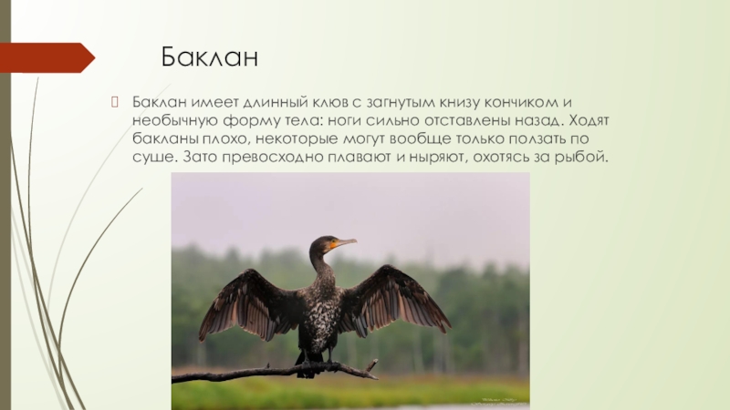 Баклан Баклан имеет длинный клюв с загнутым книзу кончиком и необычную форму тела: ноги сильно отставлены назад.