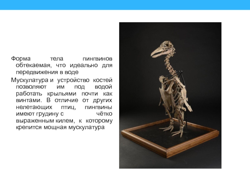 Форма тела пингвинов обтекаемая, что идеально для передвижения в воде Мускулатура и устройство костей позволяют им под водой работать