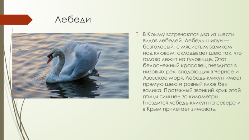Лебеди В Крыму встречаются два из шести видов лебедей. Лебедь-шипун — безголосый, с мясистым валиком над клювом,