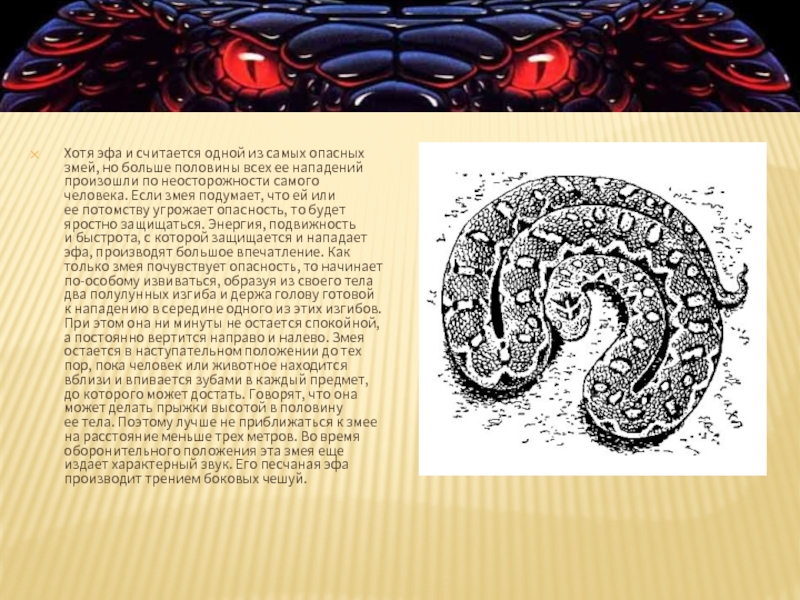 Хотя эфа считается одной из самых опасных змей, больше половины всех нападений произошло по неосторожности самого человека. Если змея