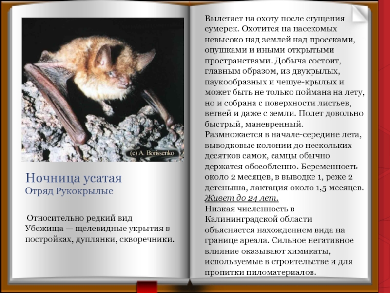 Ночница усатая Отряд Рукокрылые Относительно редкий вид Убежища