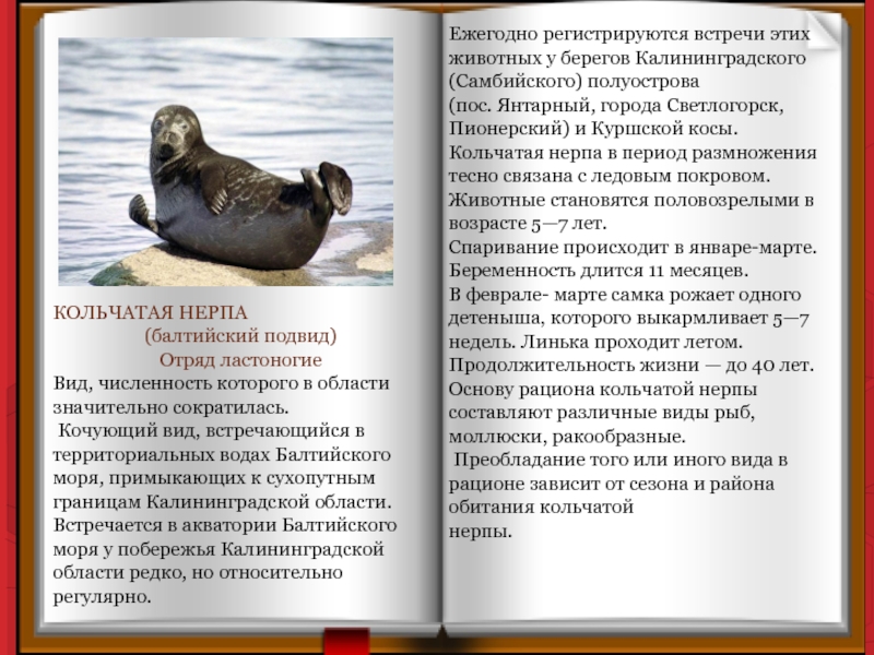 КОЛЬЧАТАЯ НЕРПА (балтийский подвид) Отряд ластоногие Вид, численность которого