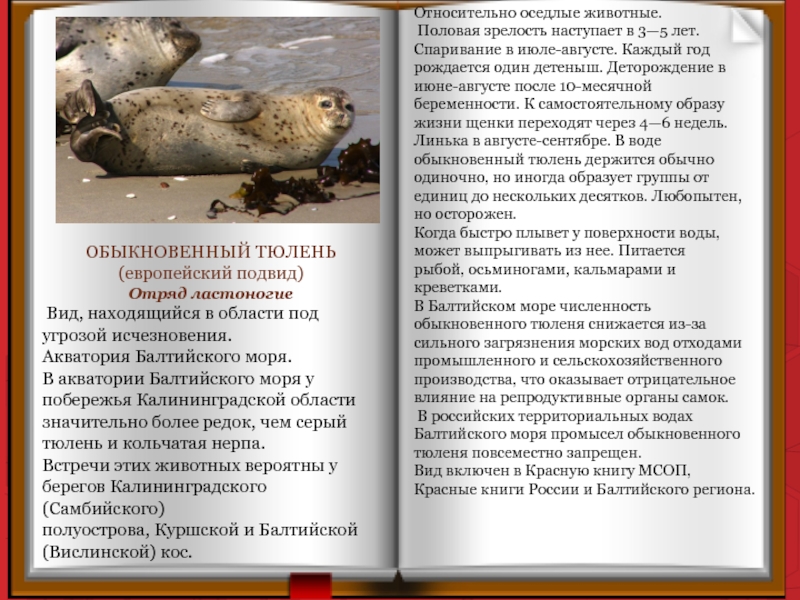 ОБЫКНОВЕННЫЙ ТЮЛЕНЬ (европейский подвид) Отряд ластоногие Вид, находящийся