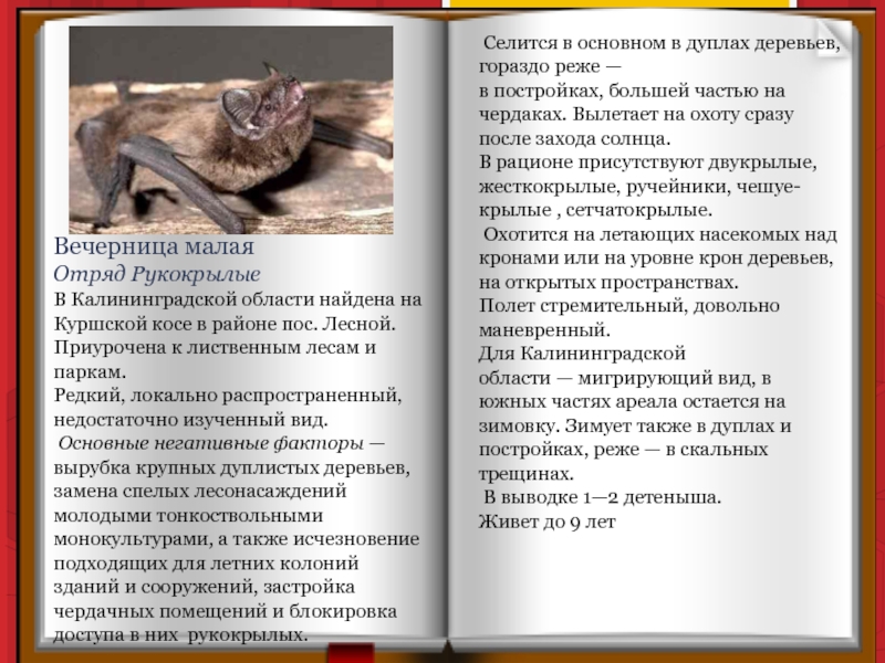Вечерница малая Отряд Рукокрылые В Калининградской области найдена на Куршской