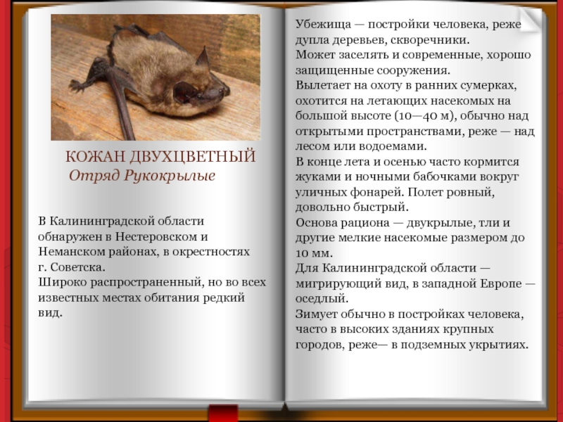 КОЖАН ДВУХЦВЕТНЫЙ Отряд Рукокрылые В Калининградской области обнаружен