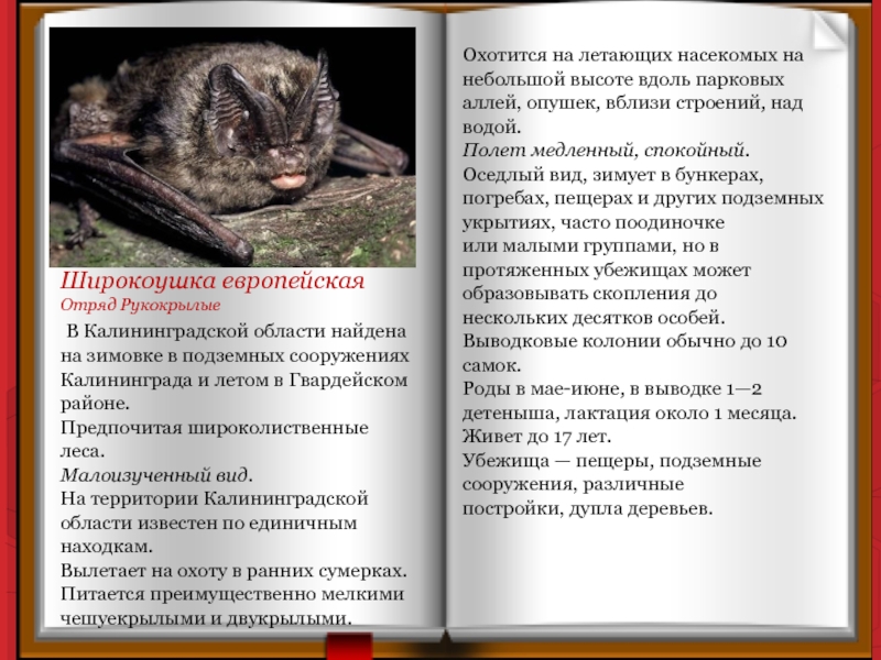 Широкоушка европейская Отряд Рукокрылые В Калининградской области найдена на