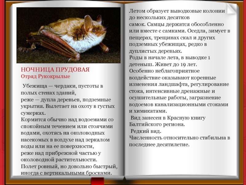 НОЧНИЦА ПРУДОВАЯ Отряд Рукокрылые Убежища — чердаки, пустоты в