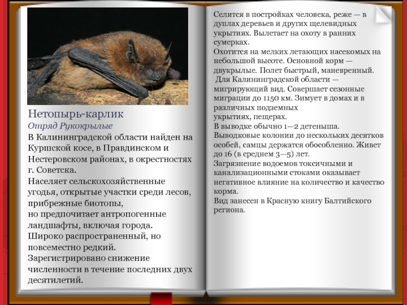 Нетопырь-карлик Отряд Рукокрылые В Калининградской области найден на Куршской косе,