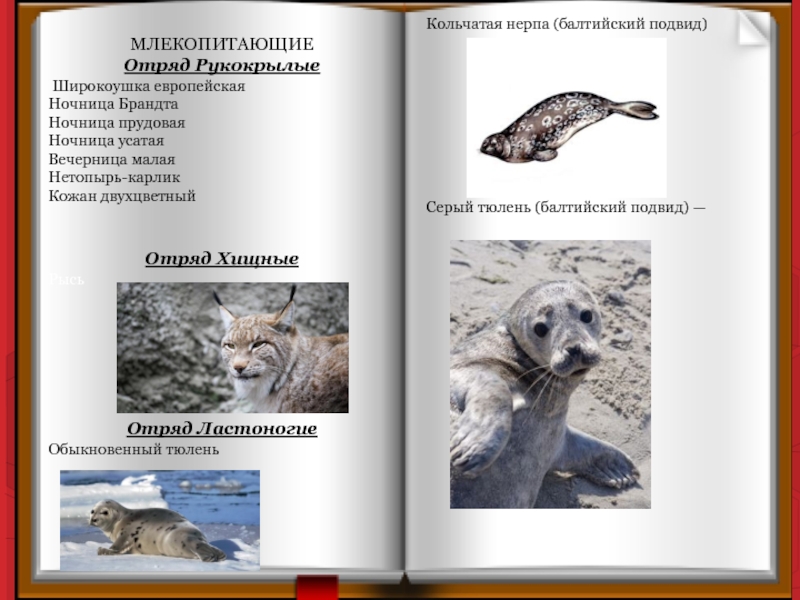 МЛЕКОПИТАЮЩИЕ Отряд Рукокрылые Широкоушка европейская Ночница Брандта