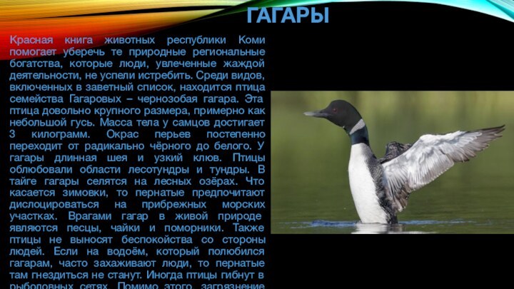 Животные Красной книги Республики Коми ГАГАРЫ
Красная книга животных республики Коми помогает уберечь те природные региональные богатства, которые люди, увлеченные