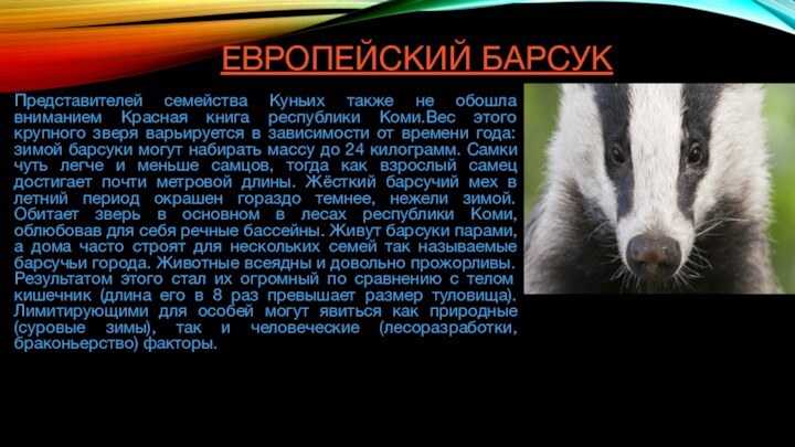 Животные Красной книги Республики Коми ЕВРОПЕЙСКИЙ БАРСУКПредставителей семейства Куньих также не обошла вниманием Красная книга республики Коми.Вес этого крупного зверя