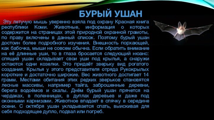 Животные Красной книги Республики Коми БУРЫЙ УШАН
Эту летучую мышь уверенно взяла под охрану Красная книга республики Коми. Животные, информация