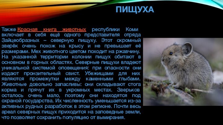 Животные Красной книги Республики Коми ПИЩУХА
Также Красная книга животных республики Коми включает в себя ещё одного представителя отряда Зайцеобразных