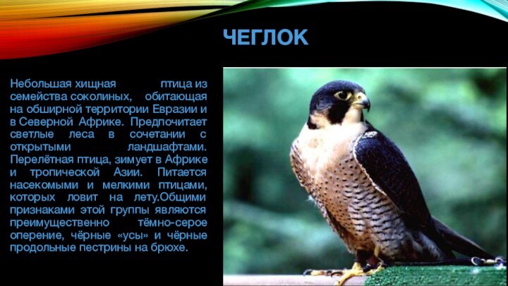 Животные Красной книги Республики Коми ЧЕГЛОК
Небольшая хищная птица из семейства соколиных, обитающая на обширной территории Евразии и в Северной Африке. Предпочитает светлые леса в сочетании