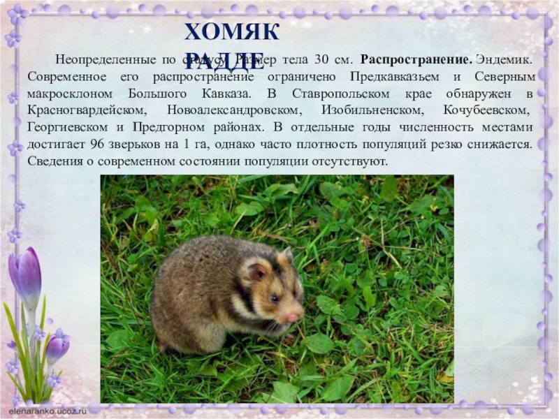 Презентация по биологии Красная книга Ставропольского края ХОМЯК РАДДЕ Неопределенные по статусу. Размер тела 30 см. Распространение. Эндемик. Современное его ХОМЯК РАДДЕ Неопределенные по статусу. Размер тела 30 см. Распространение. Эндемик. Современное его распространение ограничено Предкавказьем и Северным макросклоном