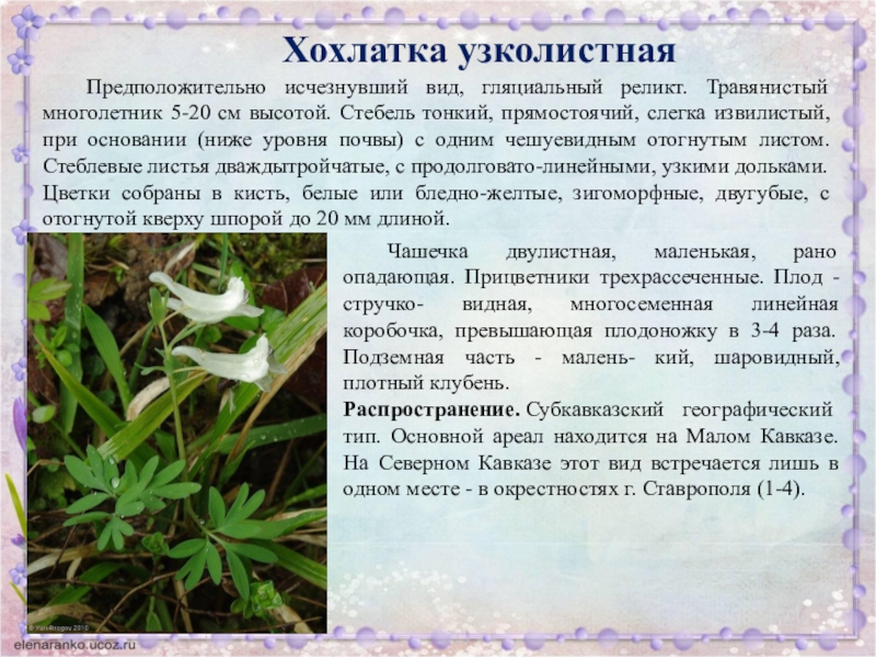 Презентация по биологии Красная книга Ставропольского края Хохлатка узколистная Предположительно исчезнувший вид, гляциальный реликт. Травянистый многолетник 5-20 см высотой. Хохлатка узколистная Предположительно исчезнувший вид, гляциальный реликт. Травянистый многолетник 5-20 см высотой. Стебель тонкий, прямостоячий, слегка извилистый, при