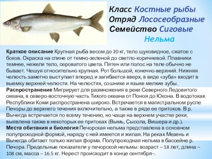 Презентация Рыбы республики Коми Краткое описание Крупная рыба весом до 20 кг, тело щуковидное, сжатое с