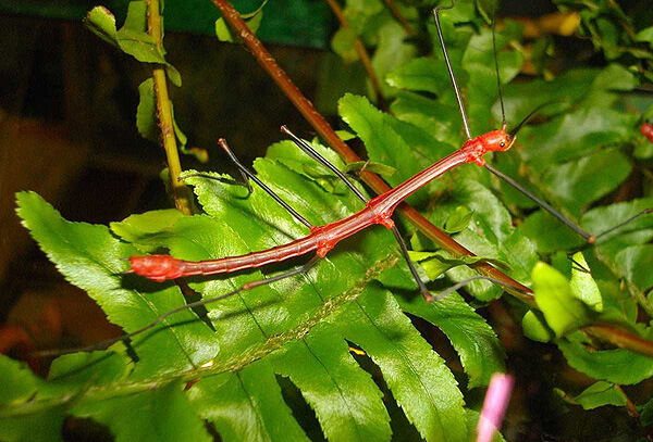 Палочник: содержание насекомого в домашних условиях