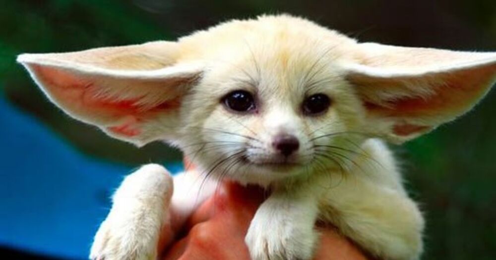 Фенек в домашних условиях: животное похожее на лису с большими ушами дома