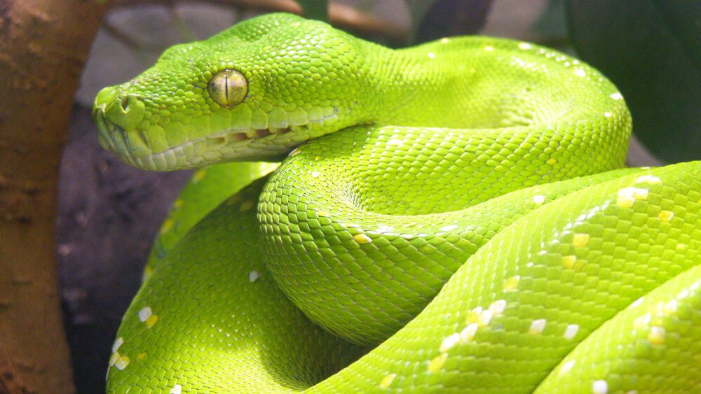 Королевский питон в домашних условиях: уход и содержание