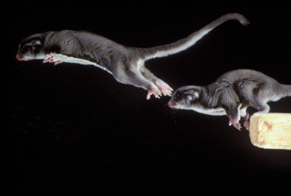 Сахарный поссум в домашних условиях: особенности содержания и как ухаживать