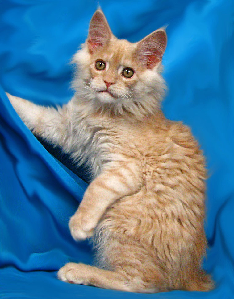 корм и уход за мейн-кунами