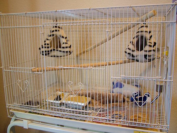 содержание поссума в домашних условиях