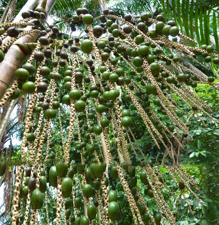 Эвтерпа с неспелыми плодами
