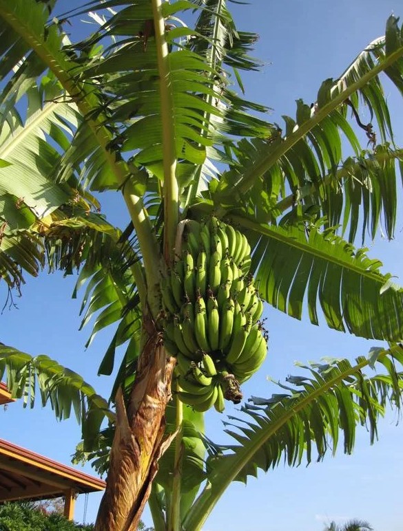 Банановое дерево