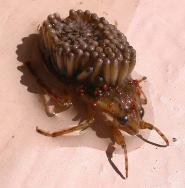 Гигантский водяной клоп