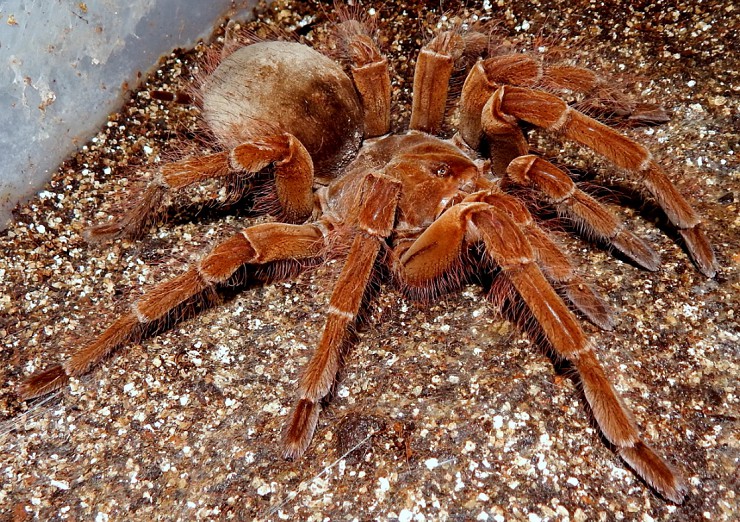 Терафоза Блонда