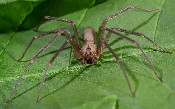 Бурый паук-отшельник 