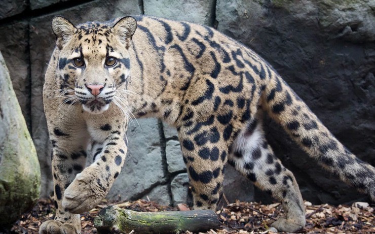 Дымчатый леопард