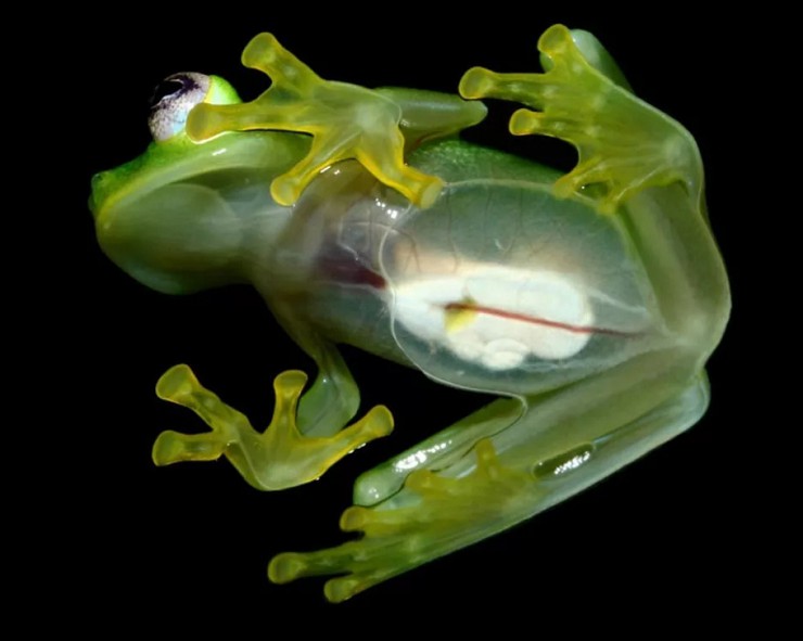 Стеклянная лягушка