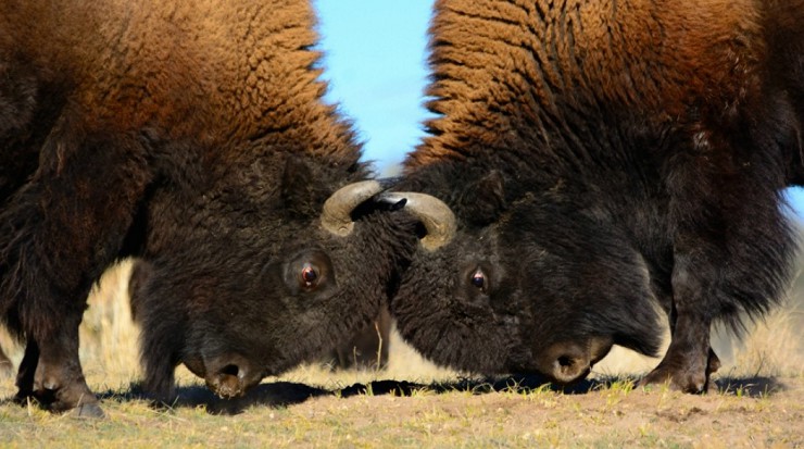 Драка бизонов