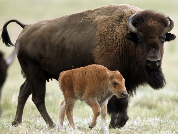 Самка бизона с детенышем