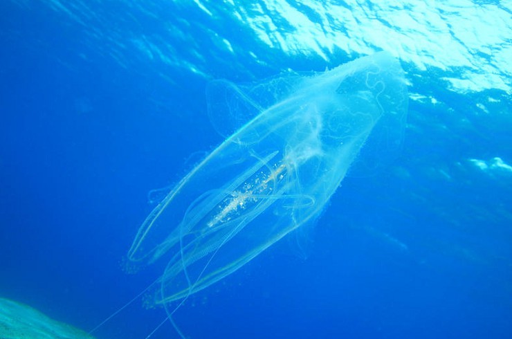 Морская оса