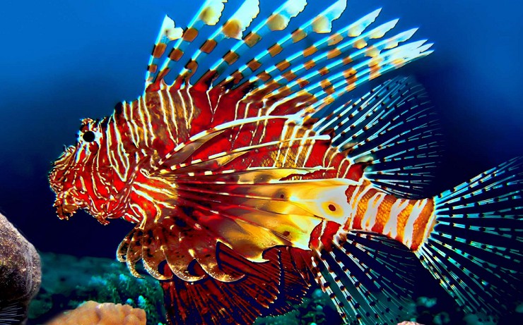 Крылатка-зебра