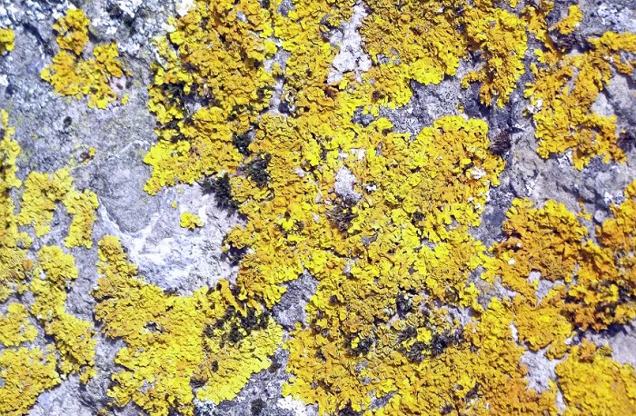 Арктический лишайник