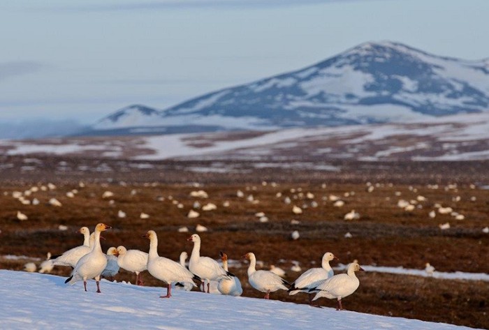 Арктическая пустыня