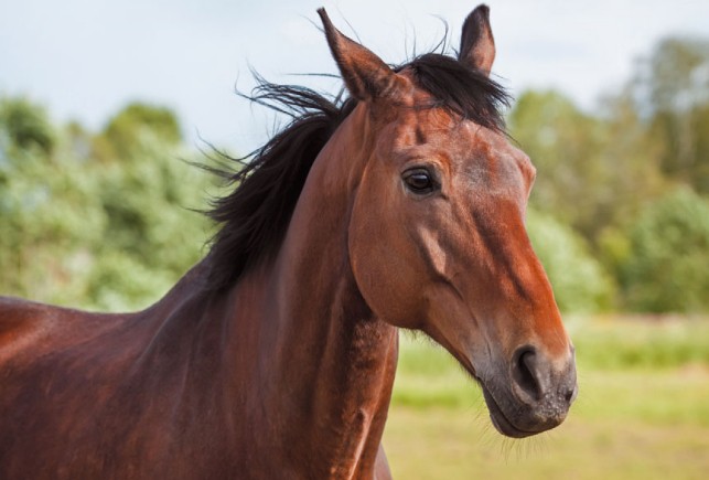 Тракененская лошадь