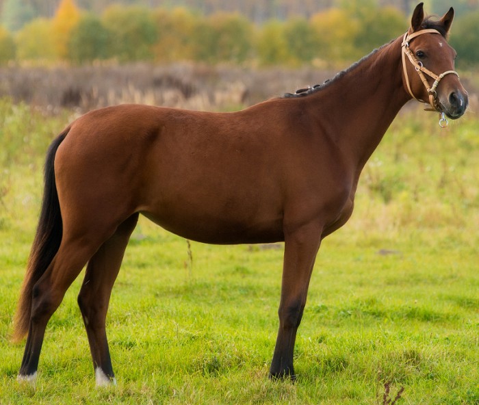 Тракененская лошадь