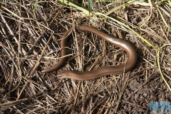 Веретеница ломкая или медяница