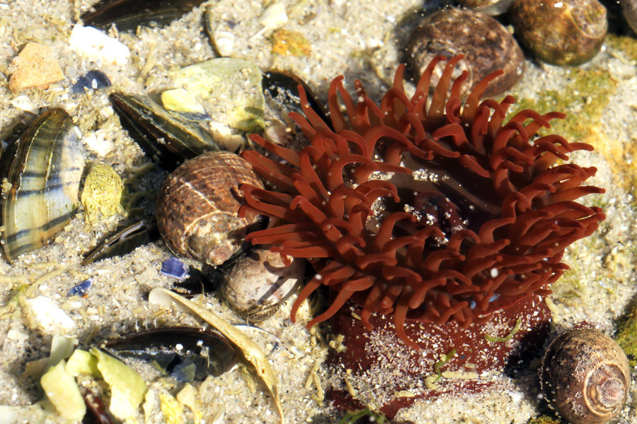 Анемона лошадиная © Фото Ханса Хиллеваерта, wikipedia.org