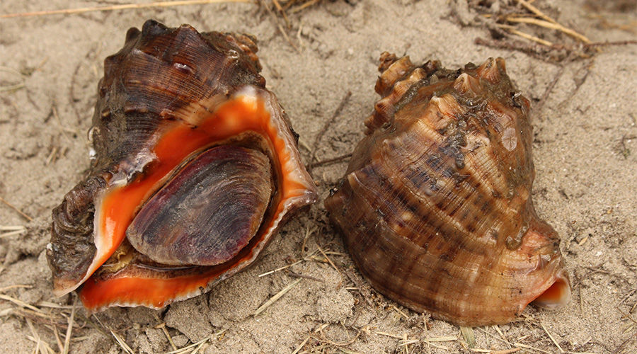 Венозная рапана © Фото Хольгера Криспа, wikipedia.org